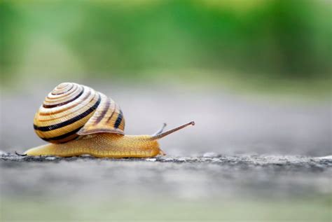 The Influence of Snail Magic in Folklore and Mythology